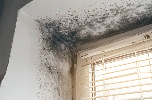 Affordable Attic Mold Remediation solutions in Duncanville, TX