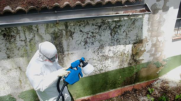 Top rated local Attic Mold Remediation specialists in Duncanville, TX
